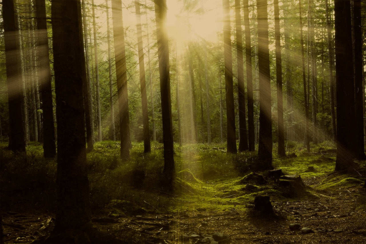 Sonnenstrahlen fallen durch einen dichten Nadelwald auf moosigen Waldboden – Naturmotiv auf einem Slide mit FSC-Logo für nachhaltige, FSC-zertifizierte Materialien.